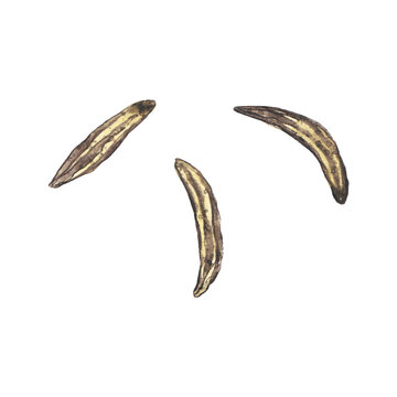 Watercolor ingredient for masala tea. Aromatic spice for indian or asian cooking recipe. Seeds of cumin isolated on white.