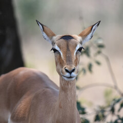 Naklejka na ściany i meble Portrait of Impala ewe with diagnostic long, black-tipped ears