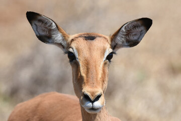 Portrait of Impala ewe with diagnostic long, black-tipped ears