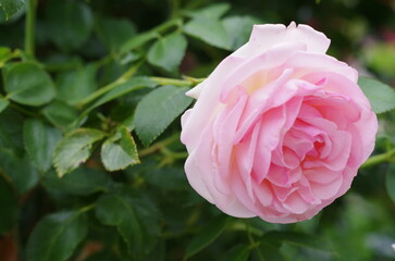 pink rose in garden