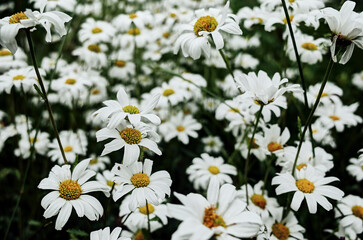 field of daisies
