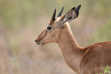 Naklejka na ściany i meble Young Impala ram on the plains in Kruger National Park