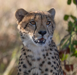 Cheetah in Kruger