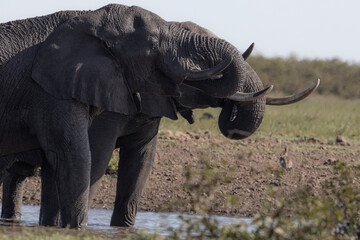 Obraz premium Elephants at waterhole in Kruger Park