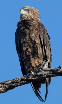 young bateleur eagle in Kruger Park