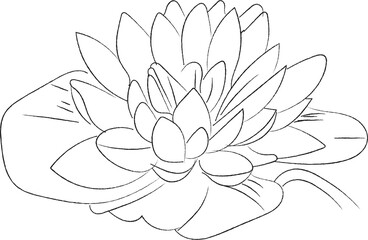 Line art water lily