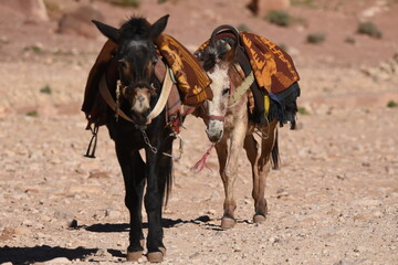 Donkeys working as transport and pack animals in Petra, Jordan. Persistent animals used to transport tourists around the ancient Nabatean city in the mountains.