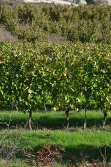 Vignes en Italie