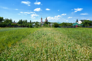 Big green farm field in Suzdal - obrazy, fototapety, plakaty