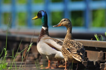Fototapeta premium Mallard Duck. A pair of birds, male and female, sitting on the railroad tracks between the rails. On the river, near the bridge and the river.