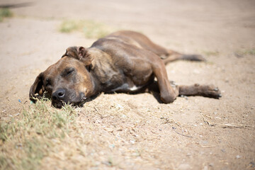 A dog sleeping under the sun of a hot summer