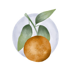 Vector watercolour illustration of orange. Citrus art. 