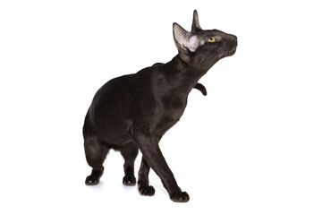 Black oriental cat