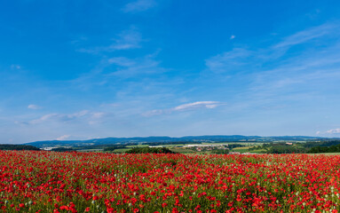 poppy field and sky