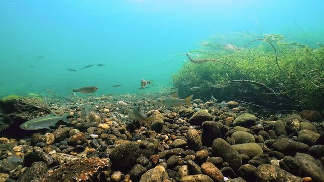 Underwater Footage Of Freshwater Fish Roach (Rutilus Rutilus), Bleak (Alburnus Alburnus) Swimming In The Clean River. A Group Of Fish. River Habitat. Wildlife.