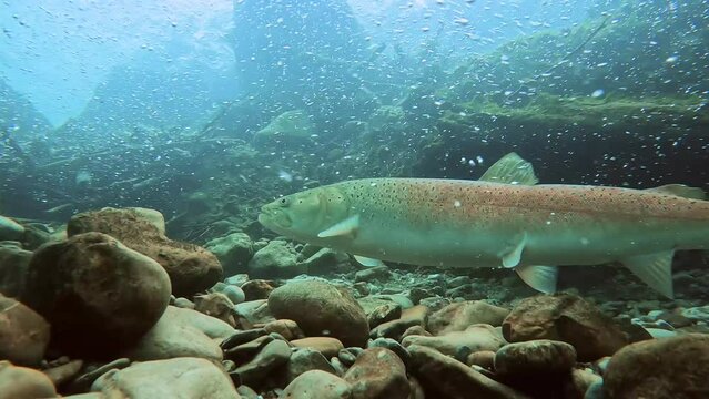 Freshwater fish Huchen (Hucho hucho) in the beautiful clean river. Underwater footage with excellent background and natural light. Wildlife animal. Swimming predator Danube salmon in the river habitat