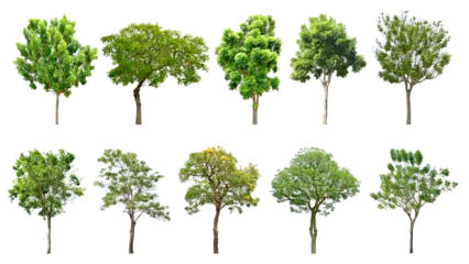Gardinen Collection Trees and bonsai green leaves and some with yellow flowers.  total 10 trees. (png) © Chothip