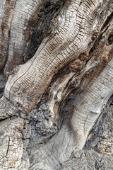 Black Locust tree trunk