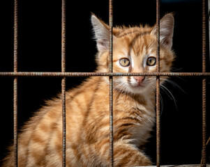 Little ginger cute kitten affects the cat shelter. The kitten is crying in a cage
