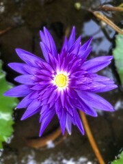 Obraz premium purple lotus flower
