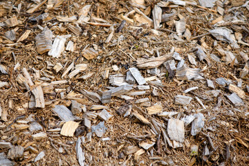 texture of wood