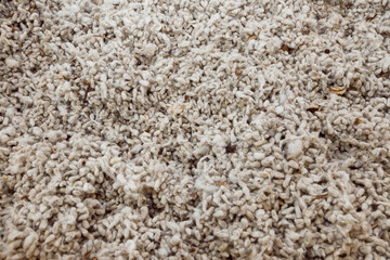 Raw cotton background. close up of organic cotton. Natural cotton for design banner and artwork