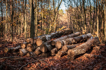 pile of logs in the autumn forest