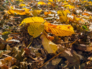 autumn leaves on the ground