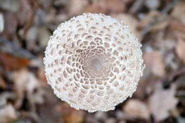 Top View of a Young Parasol Mushroom Against a leaf Covered Forest Floor