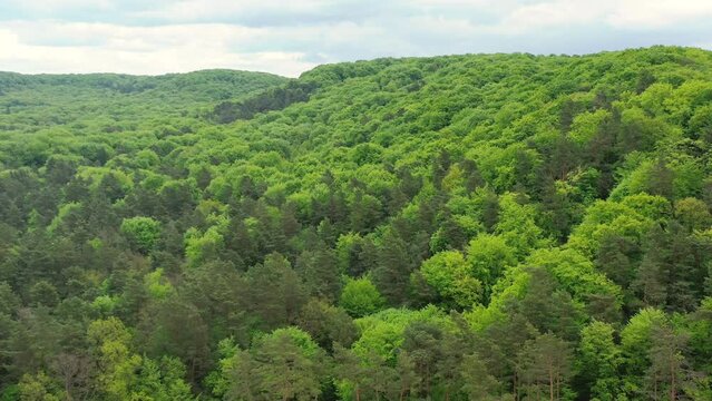 Nature. Densely planted forest with coniferous and deciduous trees. hilly terrain. Beautiful landscape