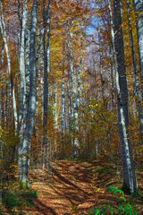 Autumnal forest landscape