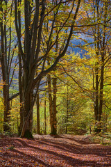 Autumnal forest landscape