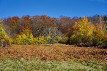 Autumnal forest landscape