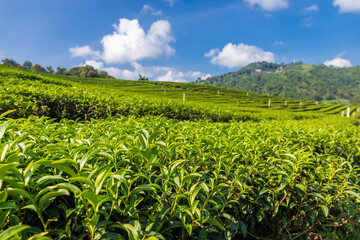 Fototapeta na wymiar Landscape view of tea plantation at Doi Mae Salong Chiang Rai, Thailand is Top tourist destinations and Landmark of Chiang Rai