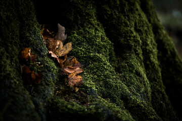 Detail of moss growing on tree trunk with dark green colors