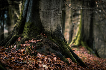 Detail of majestic old tree trunk covered by moss and fallen autumn leaves