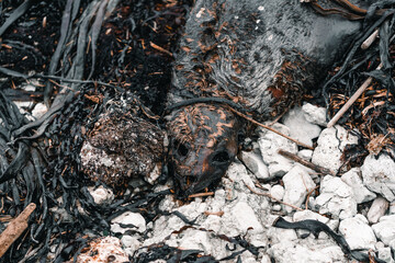 carcass of a dead seal among the rocks and seaweed near the beach, kaikoura, new zealand