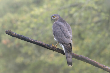 European Sparrowhawk Accipiter nisus after a missed attack on a tit