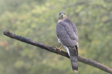 European Sparrowhawk Accipiter nisus after a missed attack on a tit