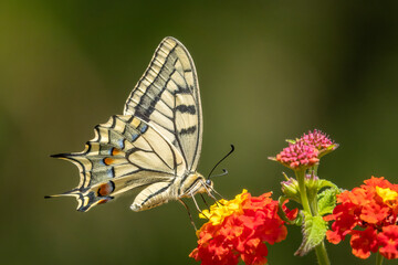 Swallowtail