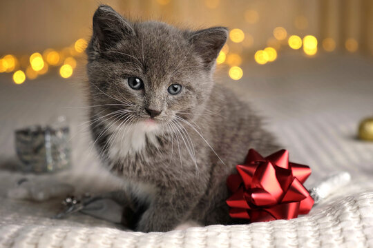 Christmas Cat. Small Gray Kitten Playing with Xmas Decorations, Balls, Looking to Camera. Kitty Preparing to Celebration. Funny Little Cat and Gift Box, Beige Blanket. Festive background. New Year Pet