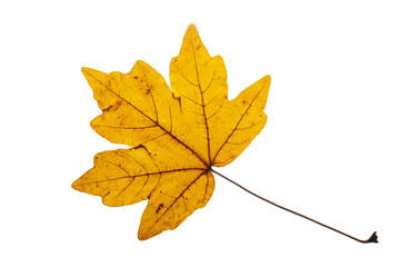 a bright maple autumn leaf isolated on transparent background PNG file