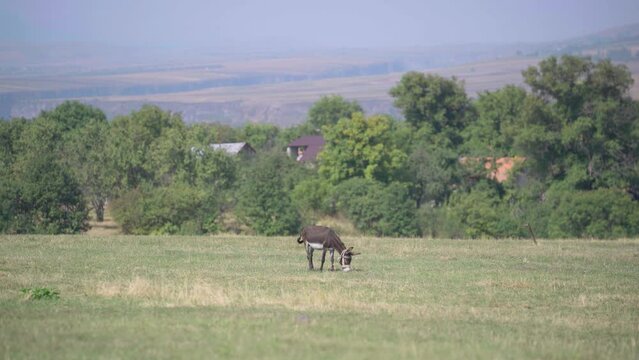Donkey in nature. Donkey on trees background. Pets on the pasture. Donkey grazing in a meadow. 