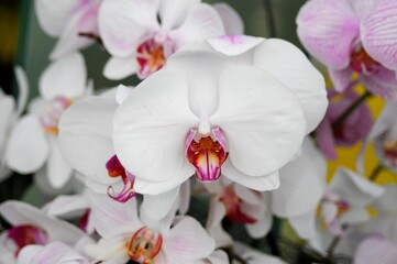 Fototapeta na wymiar Orchideen, Orchideenaustellung, Blumengärten Hirschstetten, Wien, Österreich, Europa