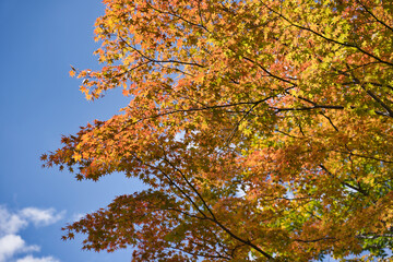 秋, 木, 葉, 落ちる, 空, 自然, 青, 黄色, 赤, 葉, 森, ブランチ, 季節, 木, カエデ, オレンジ, 木の葉, 明るい, 色, 緑, 公園, ブランチ, 植える, 風景, 日