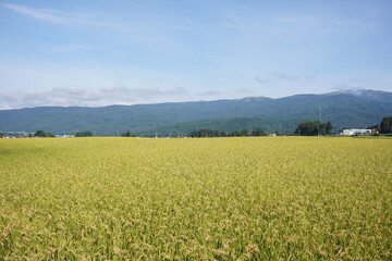 野原, 空, 風景, 草, 緑, 自然, 農学, 牧草地, サマータイム, 青, 小麦, ファーム, 雲