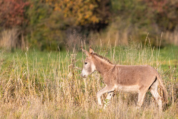 A little grey donkey walking in a field,  Equus asinus