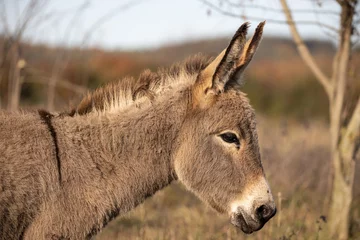 Tuinposter Donkey, side-view portrait of little young grey donkey, Equus asinus © Daniela