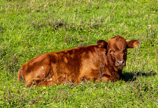 A brown calf sitting on the grass
