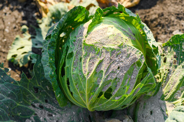 Cabbage sprinkled with ash, lime. Eaten cabbage by caterpillars and pests. Pest control concept